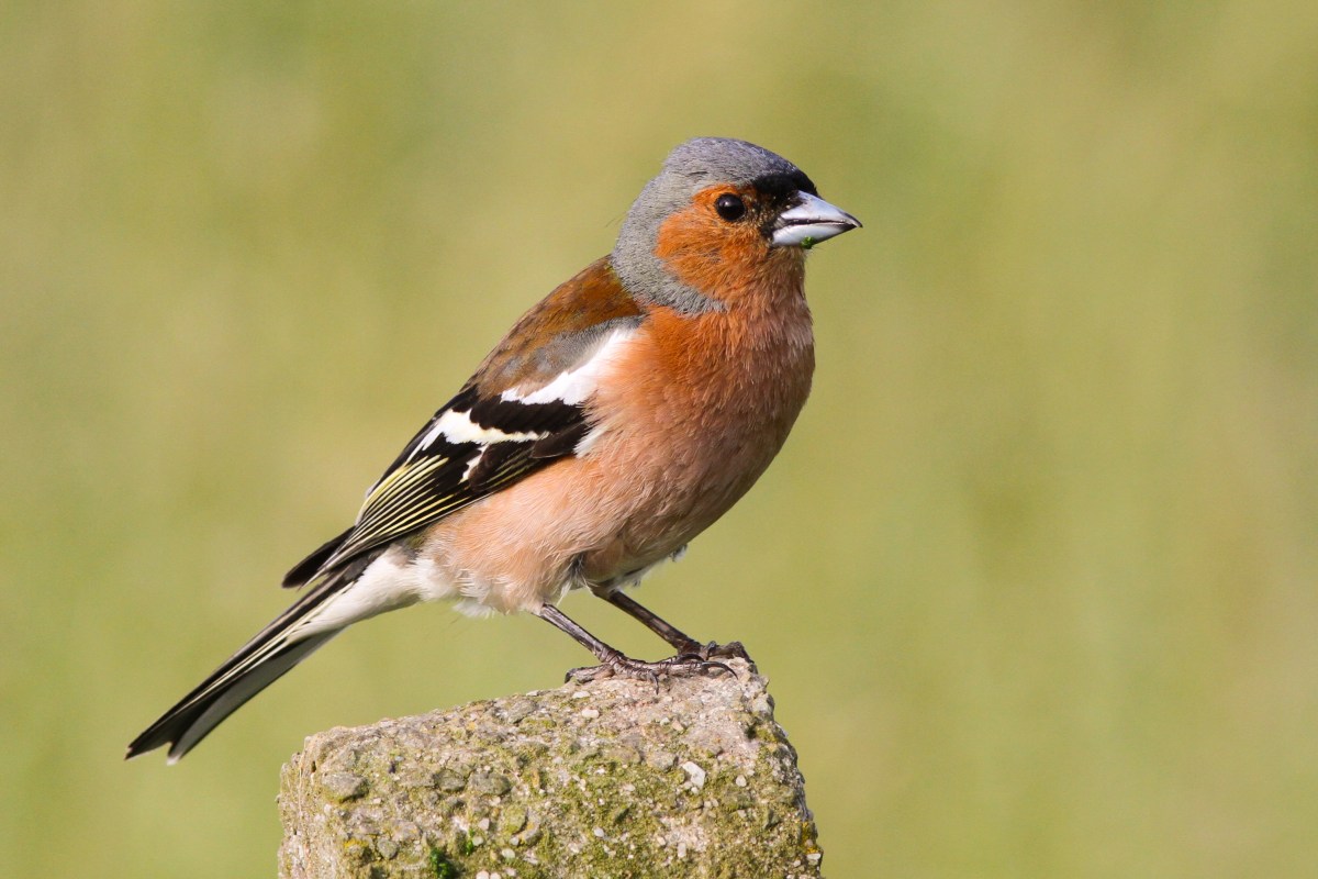 Vink or not to&nbsp;vink.