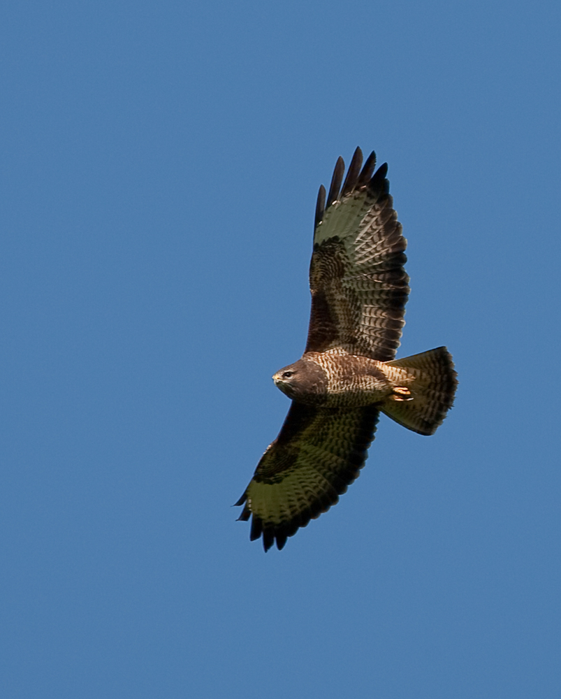 buizerd0001-3