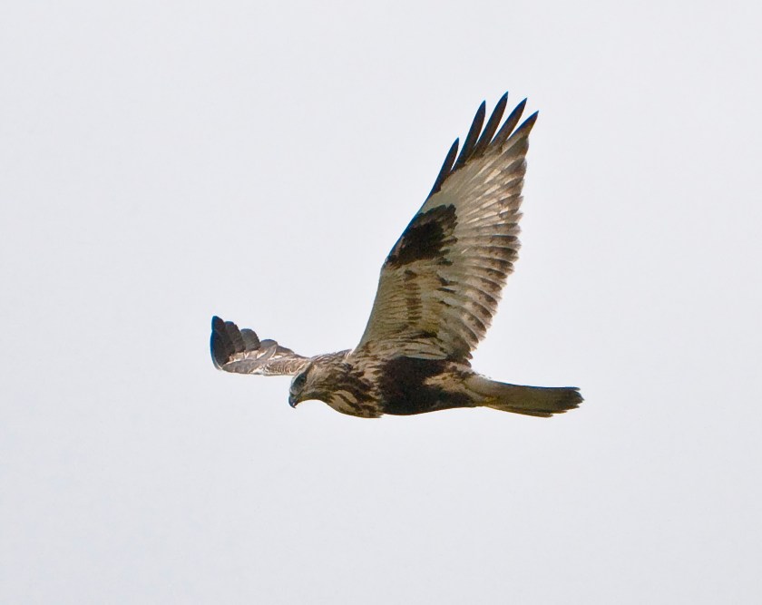 Buteo_lagopus_Iona1