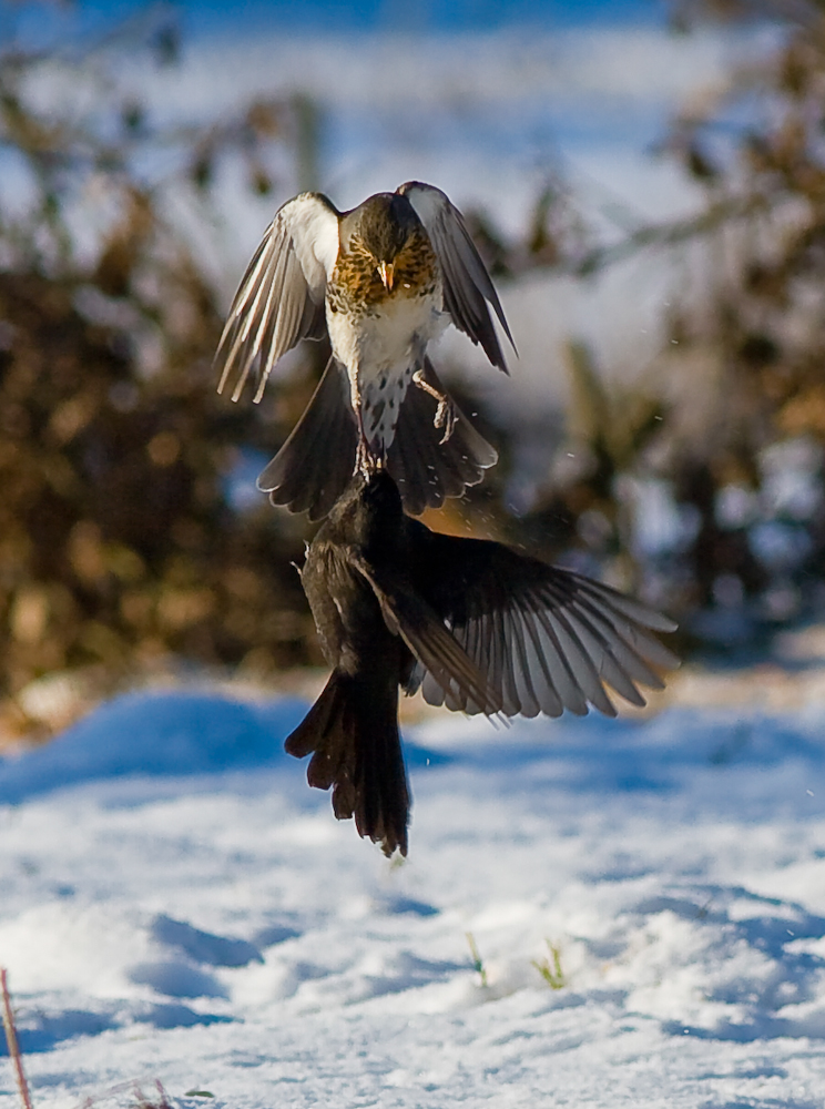kramsvogel0001-2