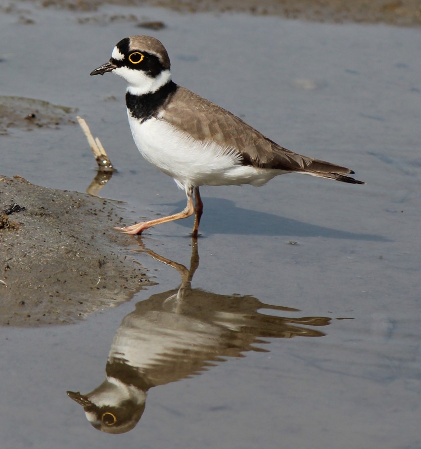 Charadrius_dubius_curonicus_s2