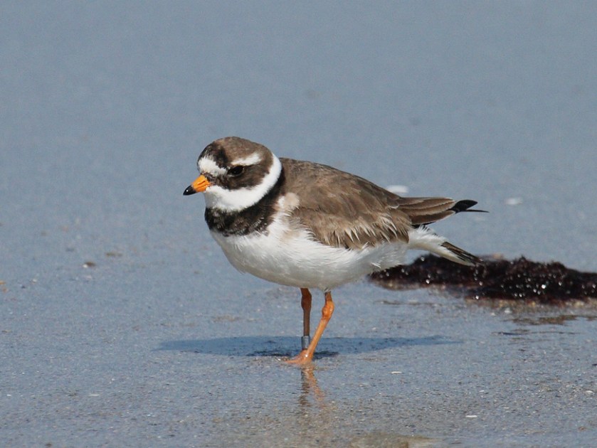 Charadrius_hiaticula_He1