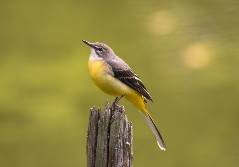Motacilla cinerea