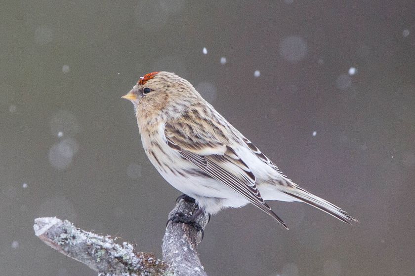 1200px-Arctic_Redpoll_(Acanthis_hornemanni)_(13667519855)