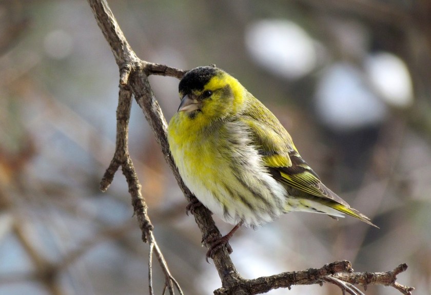 bird-1160460_960_720