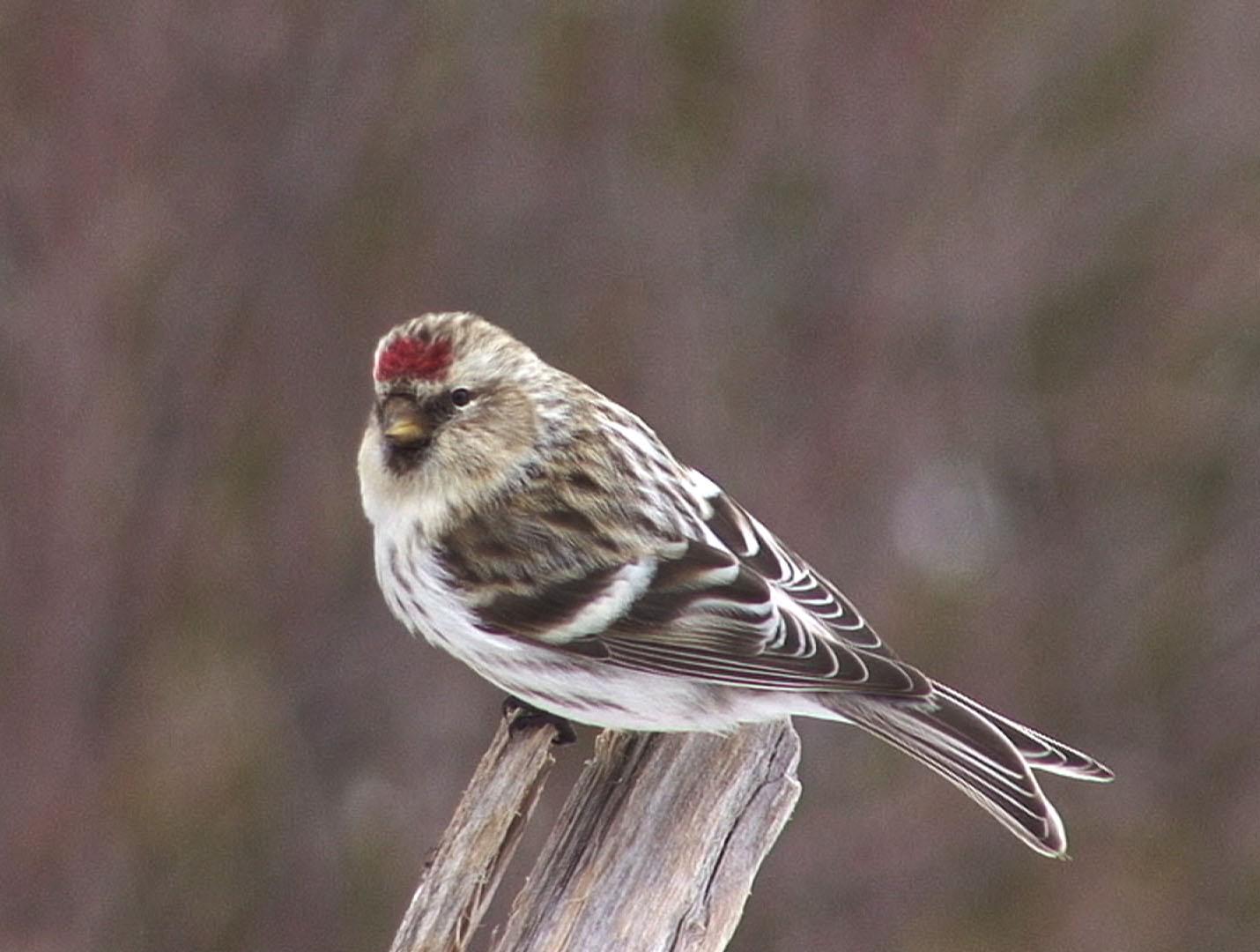 Carduelis_flammea_9finnor_JH