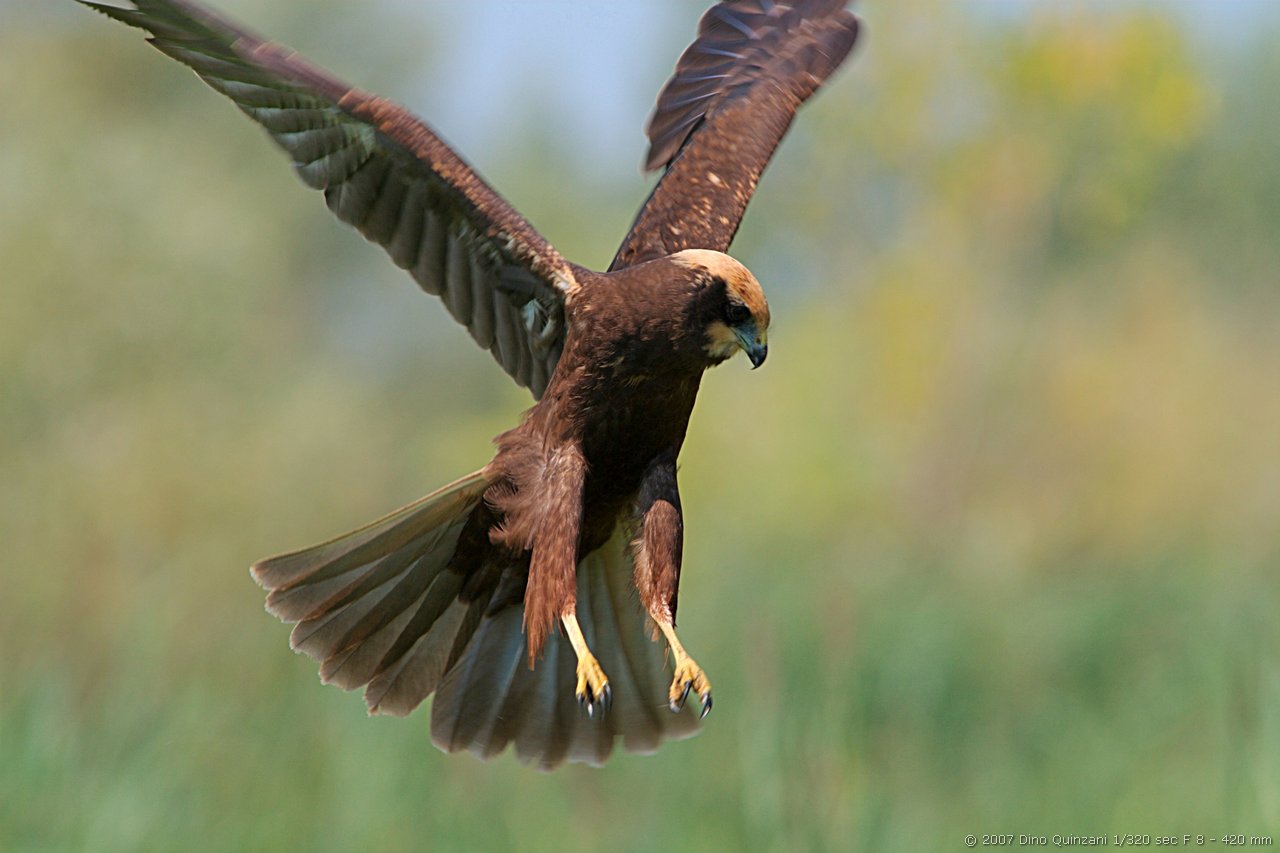 Circus_aeruginosus_juvenile_Torrile