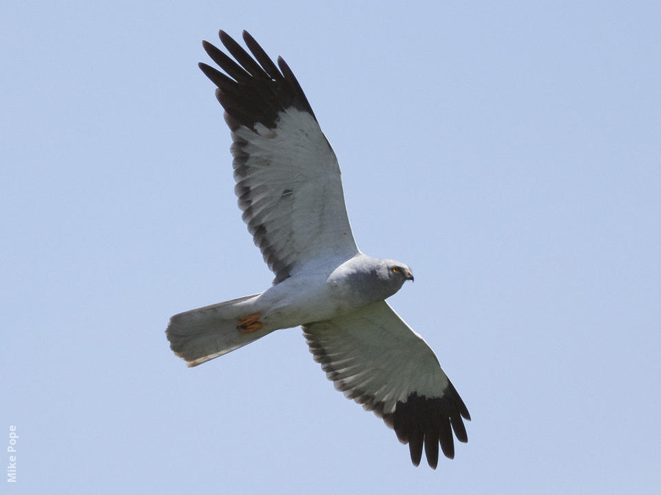 hen-harrier-male-mp