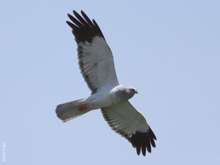 hen-harrier-male-mp