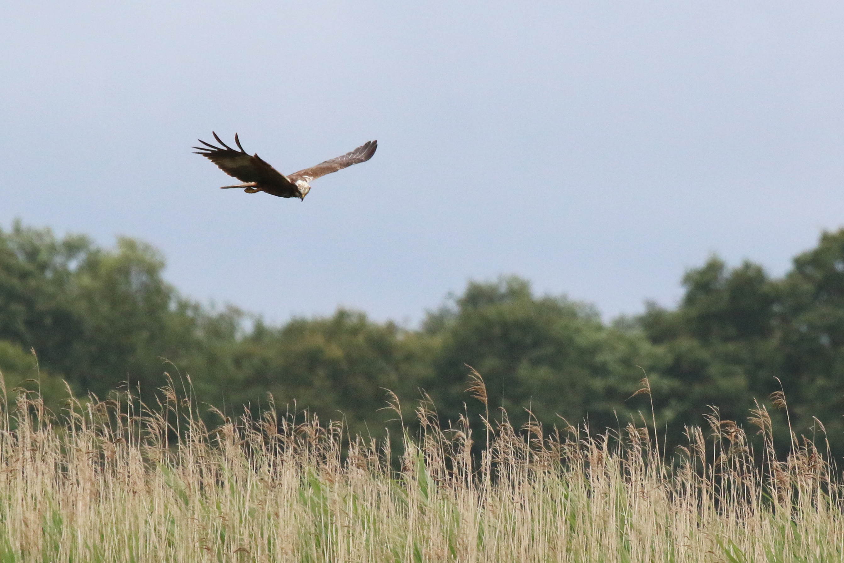 Marsh_harrier_(Circus_aeruginosus)_female