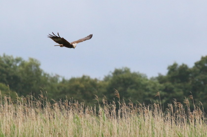 Marsh_harrier_(Circus_aeruginosus)_female