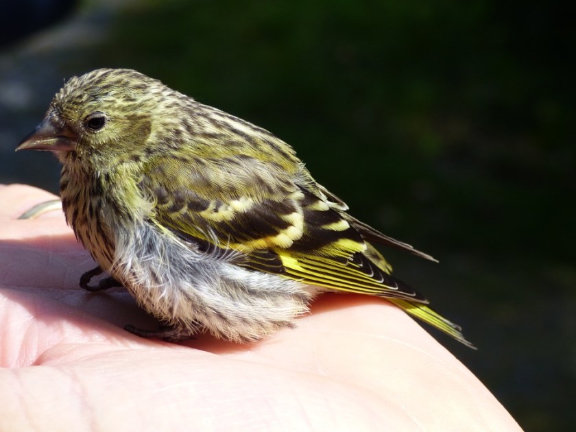 siskin-981102_960_720